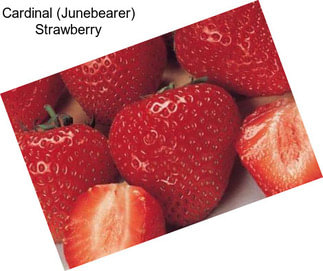Cardinal (Junebearer) Strawberry