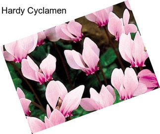 Hardy Cyclamen