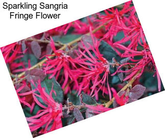 Sparkling Sangria Fringe Flower