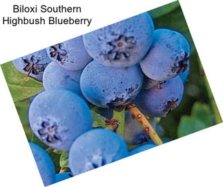 Biloxi Southern Highbush Blueberry