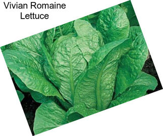 Vivian Romaine Lettuce