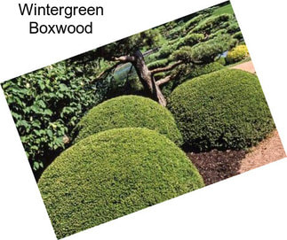 Wintergreen Boxwood