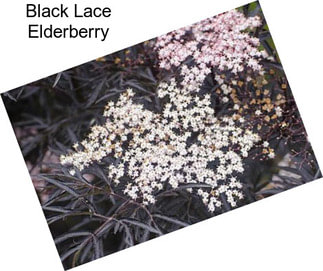 Black Lace Elderberry