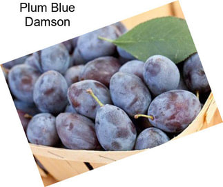 Plum Blue Damson