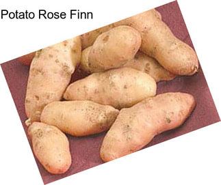 Potato Rose Finn