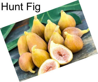 Hunt Fig