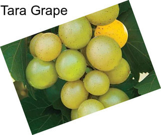 Tara Grape
