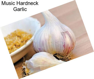 Music Hardneck Garlic