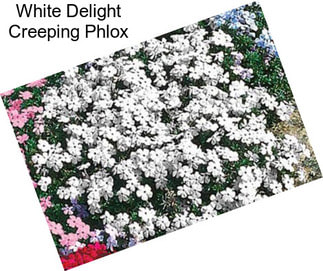 White Delight Creeping Phlox