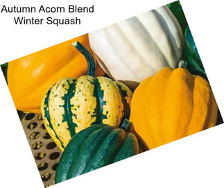 Autumn Acorn Blend Winter Squash