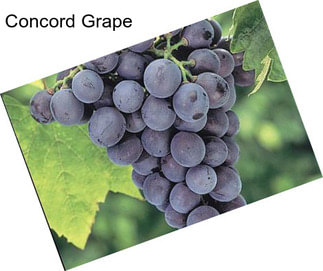 Concord Grape