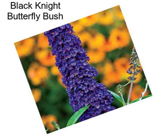 Black Knight Butterfly Bush