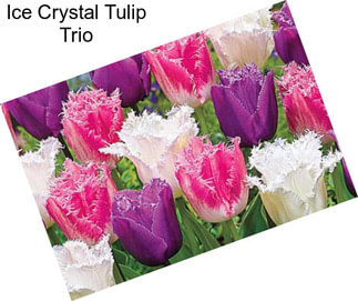 Ice Crystal Tulip Trio