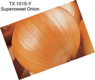 TX 1015-Y Supersweet Onion
