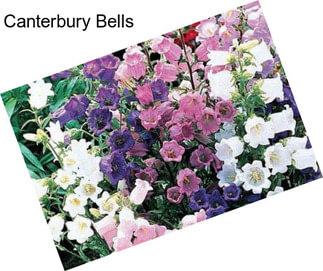Canterbury Bells