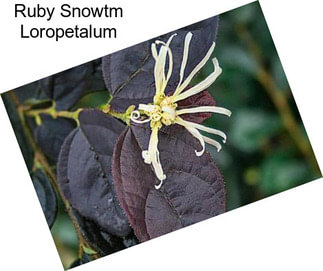 Ruby Snowtm Loropetalum