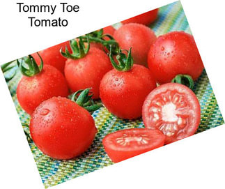 Tommy Toe Tomato