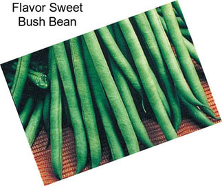 Flavor Sweet Bush Bean
