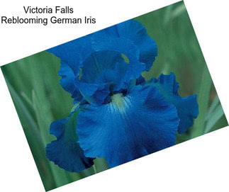 Victoria Falls Reblooming German Iris