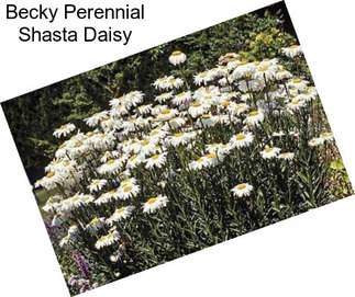 Becky Perennial Shasta Daisy