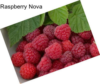 Raspberry Nova