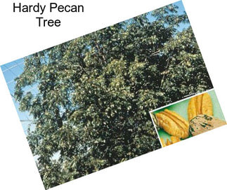 Hardy Pecan Tree