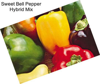 Sweet Bell Pepper Hybrid Mix