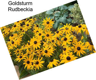 Goldsturm Rudbeckia