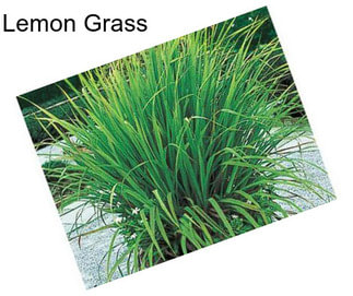 Lemon Grass