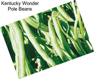 Kentucky Wonder Pole Beans