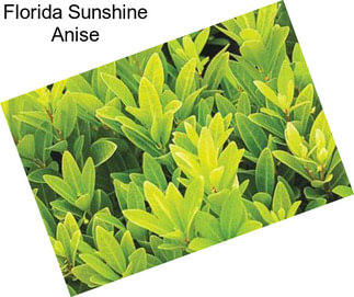 Florida Sunshine Anise