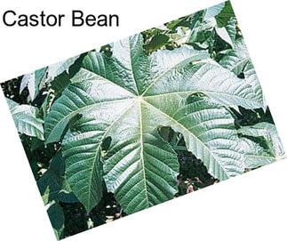 Castor Bean