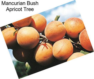 Mancurian Bush Apricot Tree