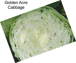 Golden Acre Cabbage