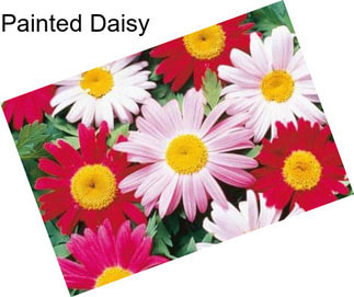 Painted Daisy