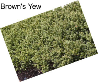 Brown\'s Yew