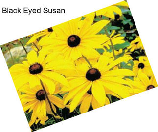 Black Eyed Susan