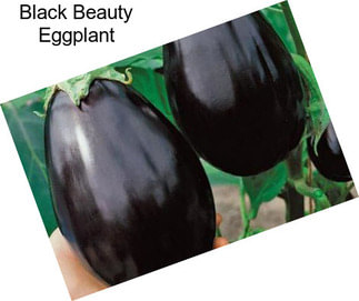 Black Beauty Eggplant