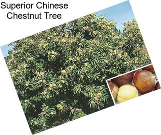 Superior Chinese Chestnut Tree