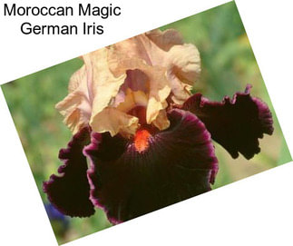 Moroccan Magic German Iris