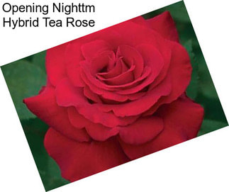 Opening Nighttm Hybrid Tea Rose