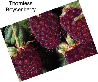 Thornless Boysenberry
