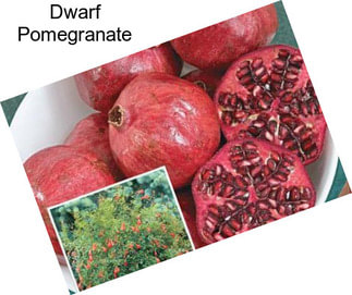Dwarf Pomegranate