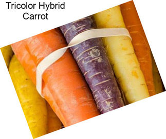 Tricolor Hybrid Carrot