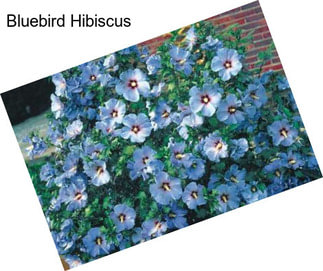 Bluebird Hibiscus