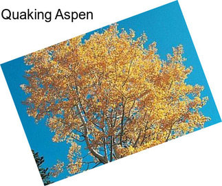 Quaking Aspen