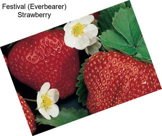 Festival (Everbearer) Strawberry