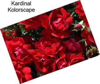 Kardinal Kolorscape