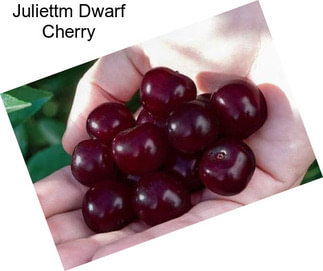 Juliettm Dwarf Cherry