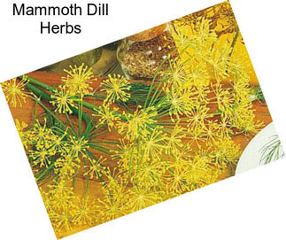 Mammoth Dill Herbs